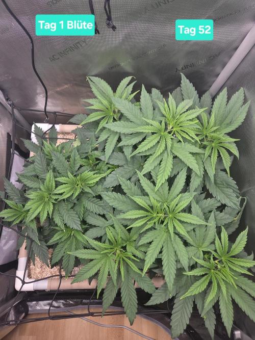 Ocean Freeze & Azul Rosa RHS AC Infinity. Week 8