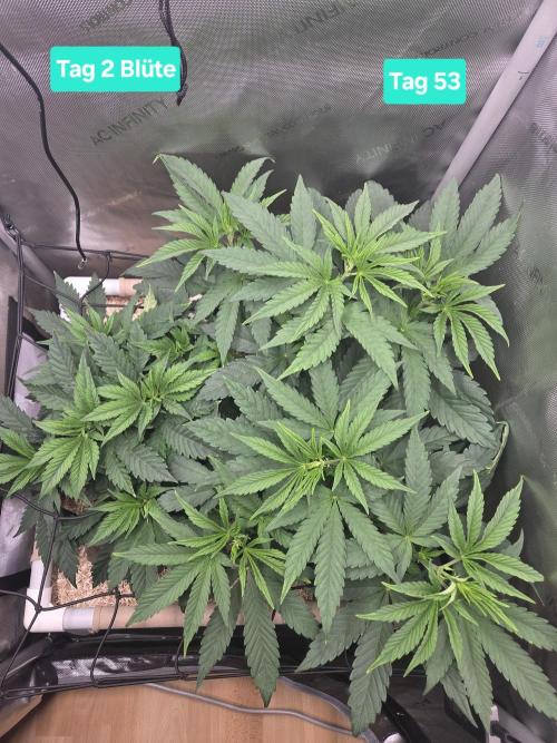 Ocean Freeze & Azul Rosa RHS AC Infinity. Week 8