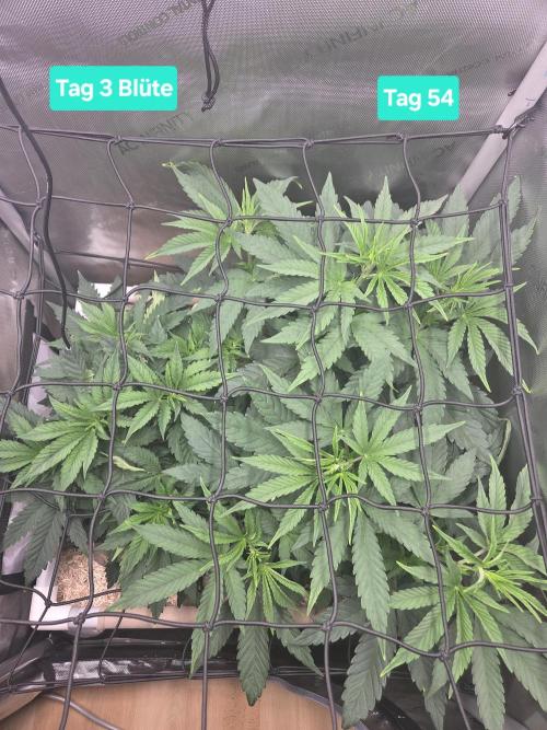 Ocean Freeze & Azul Rosa RHS AC Infinity. Week 8