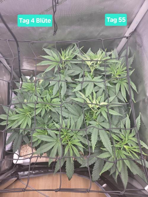Ocean Freeze & Azul Rosa RHS AC Infinity. Week 8