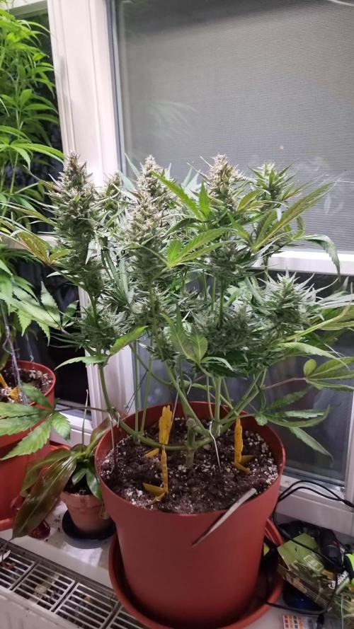 Cheap Weed #3 | 1,63€/g