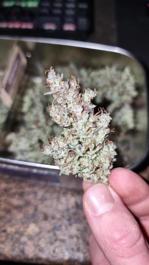 Cheap Weed #3 | 1,63€/g