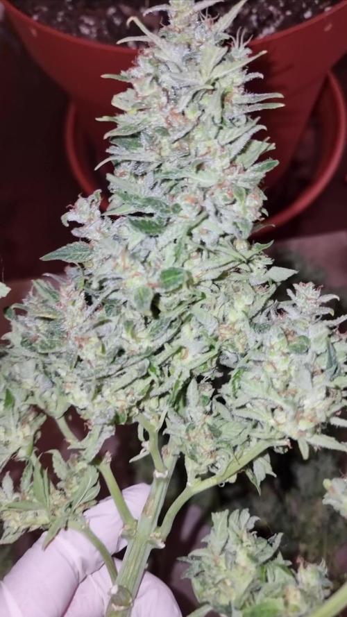 Cheap Weed #5 0,76€/g