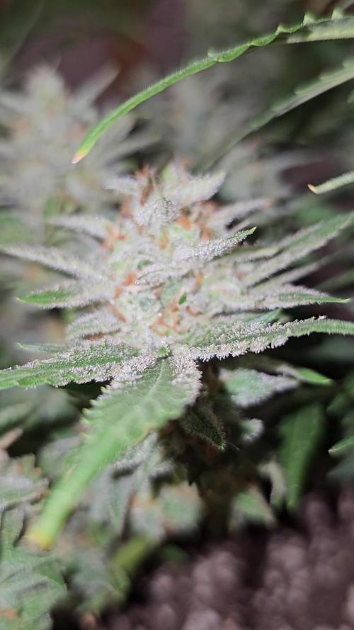 Cheap Weed #7 2Girls1Pot
