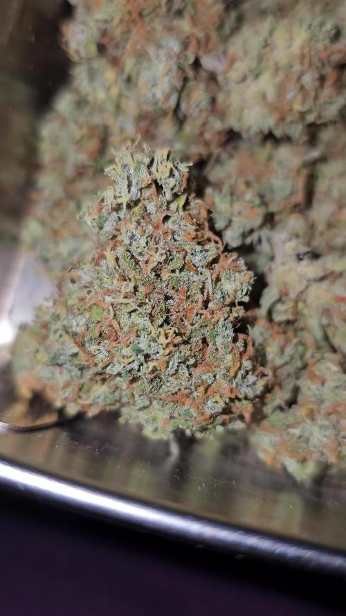 Breeding Auto-Stuff #1