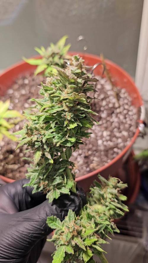 Cheap Weed #7 2Girls1Pot