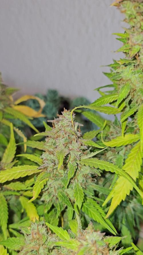 Cheap Weed #8 2Girls1Pot