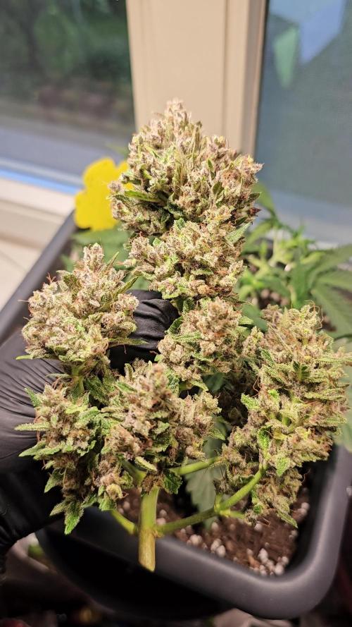 Cheap Weed #8 2Girls1Pot