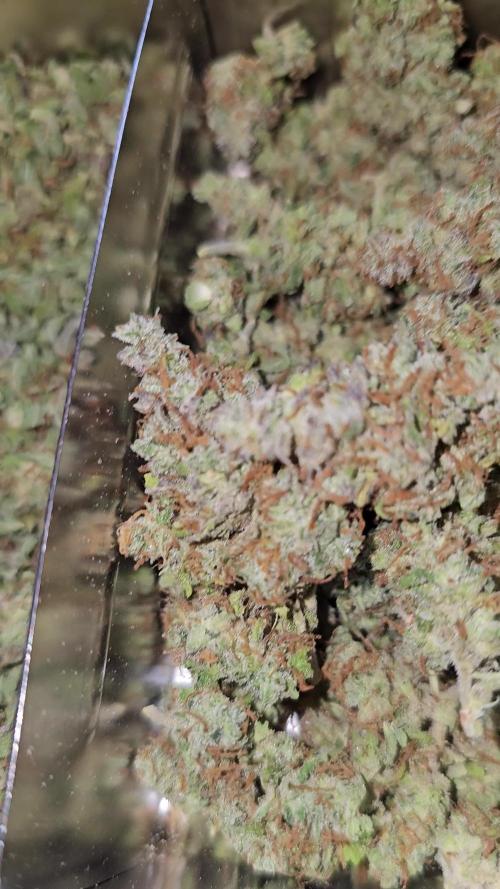 Cheap Weed #8 | 1,42€/g 2Girls1Pot