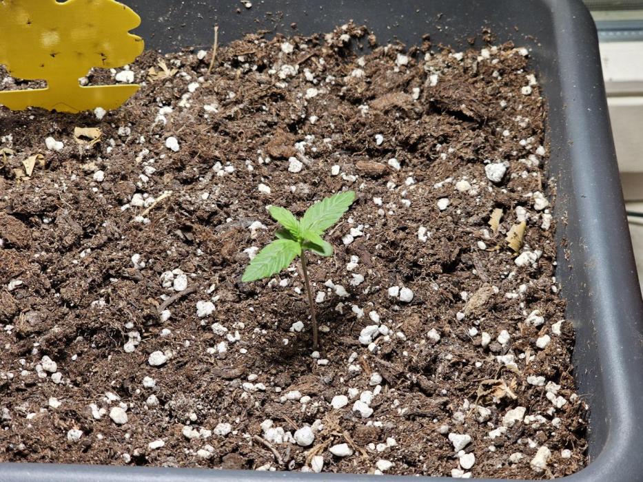 First Own Genetic! Cheap Weed #12. Week 3