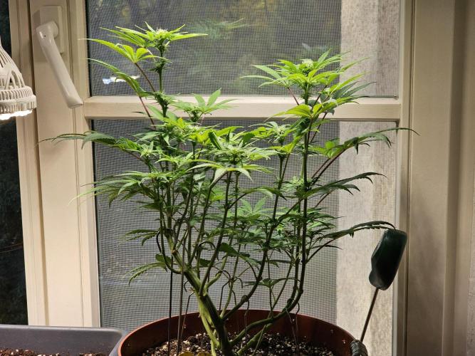 Cheap Weed #10. Week 9