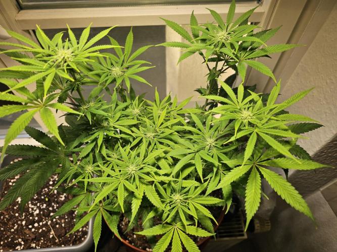 Cheap Weed #10. Week 9