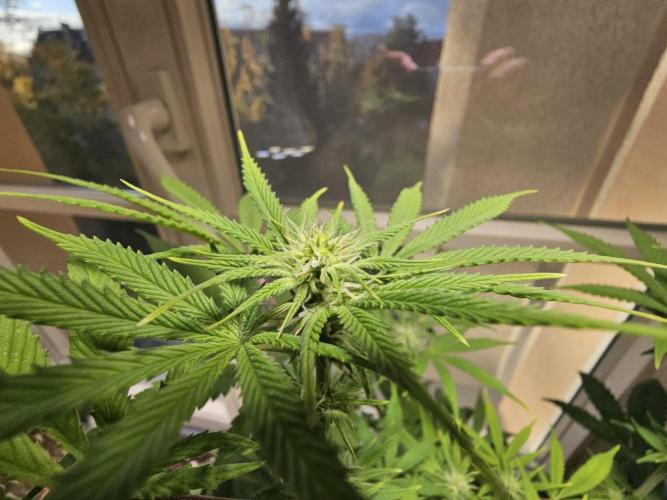 Cheap Weed #10. Week 9