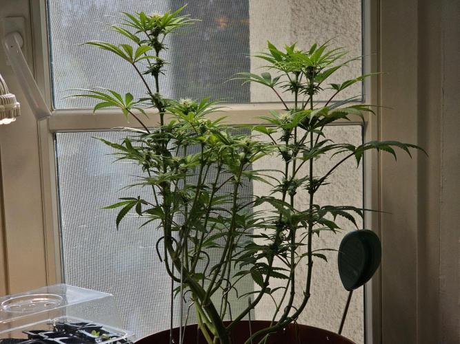 Cheap Weed #10. Week 10