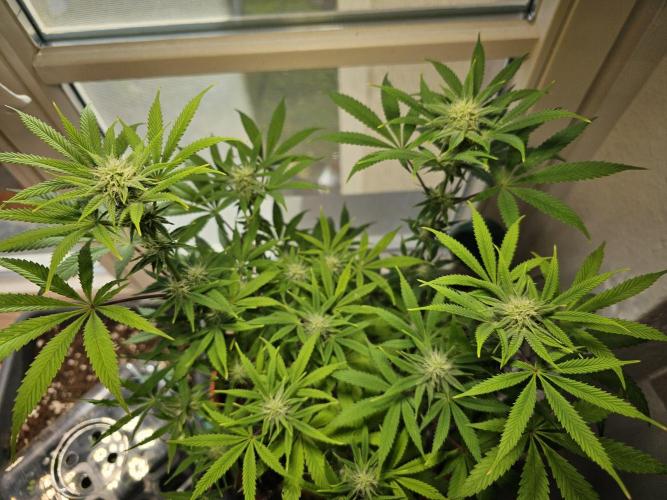 Cheap Weed #10. Week 10