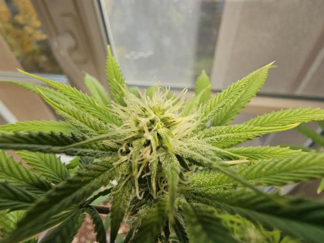 Cheap Weed #10. Week 10