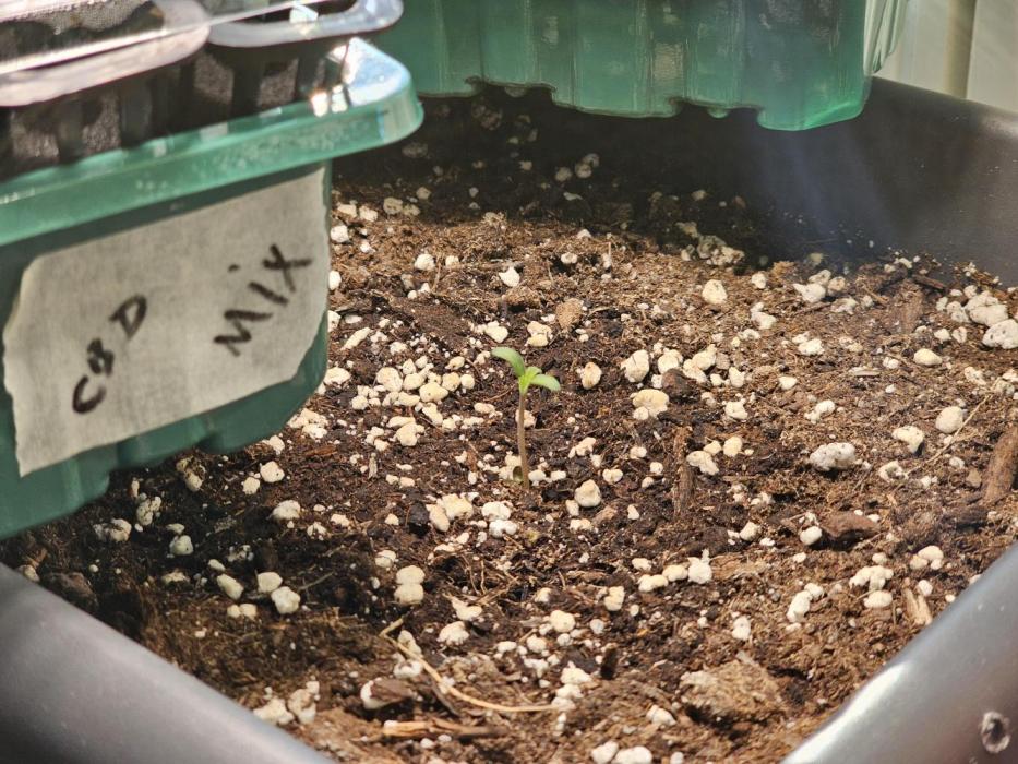 2nd Own Genetic | Cheap Weed #12. Week 1