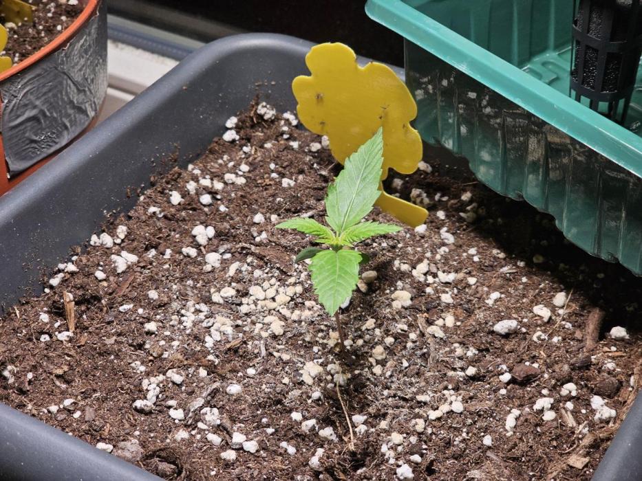 2nd Own Genetic | Cheap Weed #12. Week 2