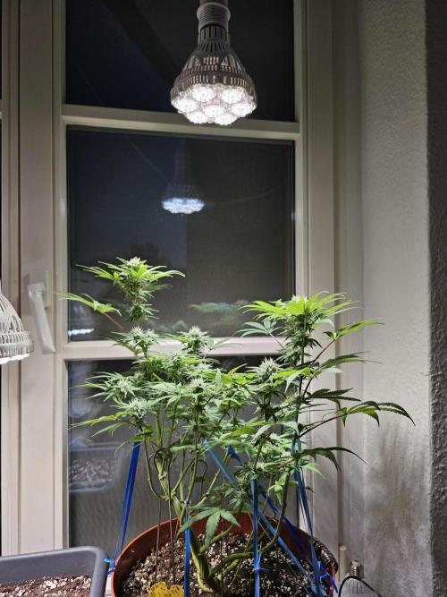 Cheap Weed #10. Week 11