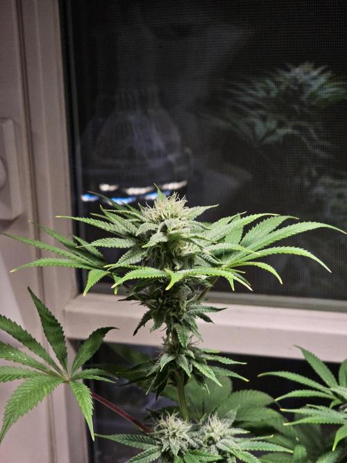 Cheap Weed #10. Week 11