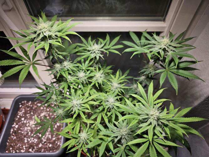 Cheap Weed #10. Week 11