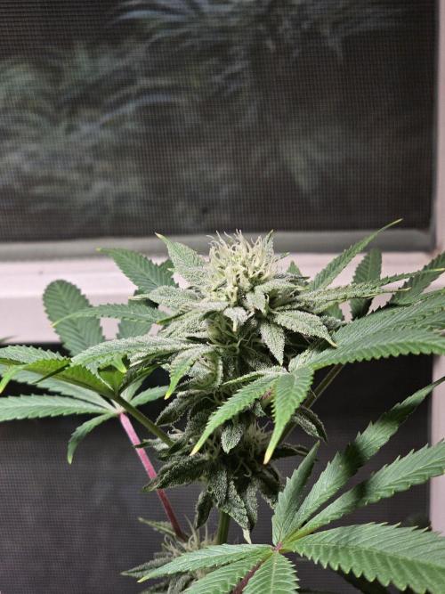 Cheap Weed #10. Week 11