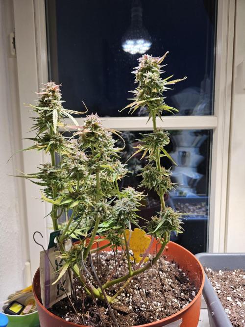 Cheap Weed #11. Week 11