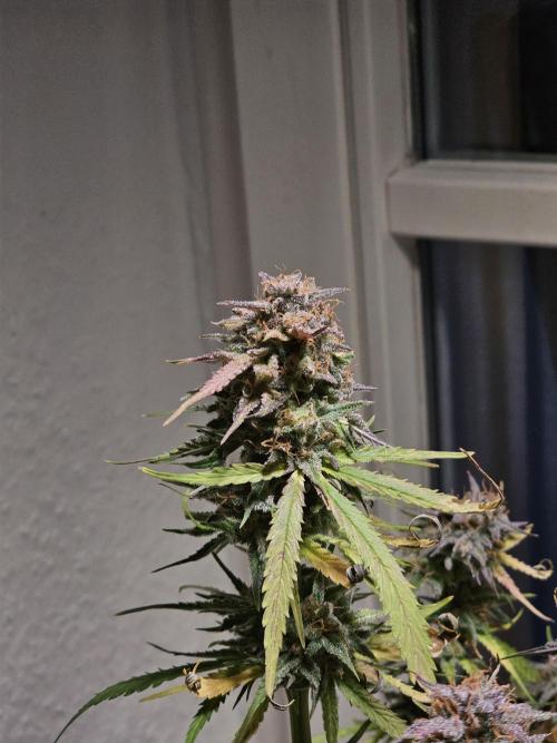 Cheap Weed #11. Week 11