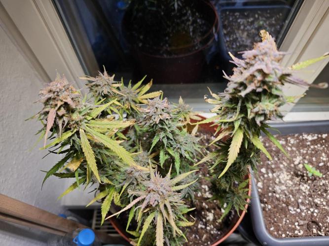 Cheap Weed #11. Week 11