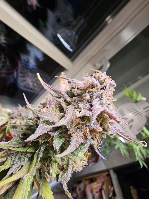 Cheap Weed #11. Week 11