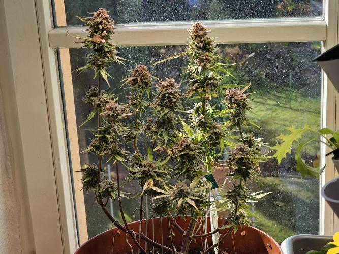 Cheap Weed #11. Week 12