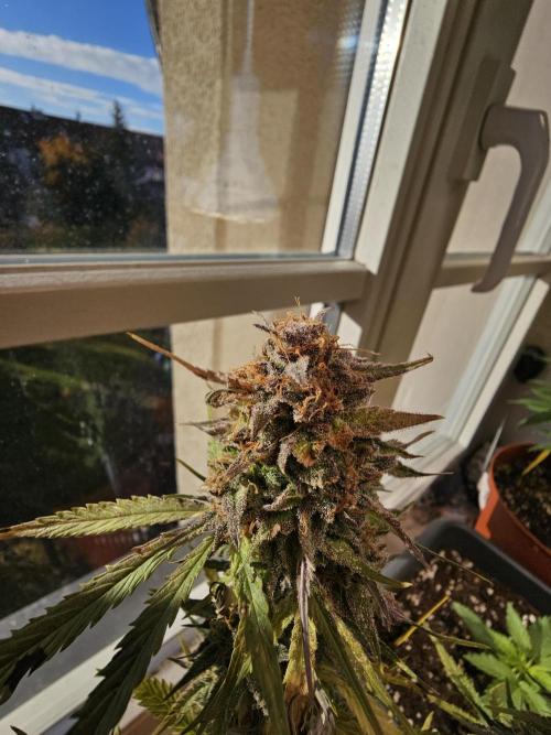 Cheap Weed #11. Week 12