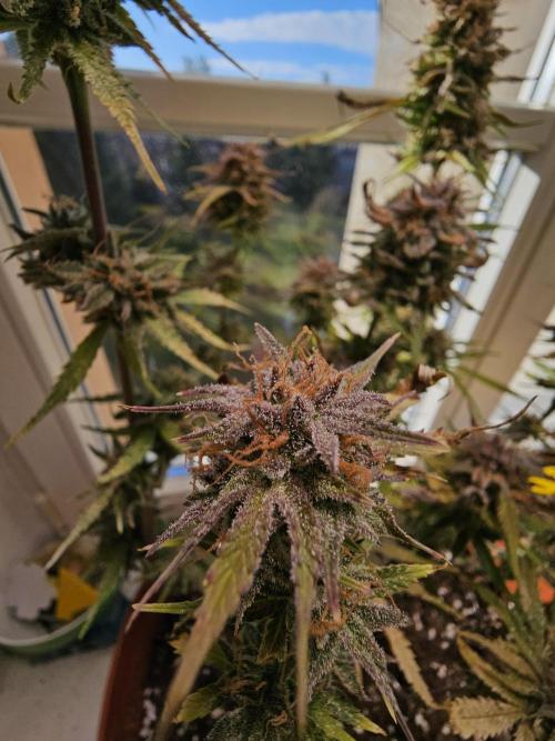 Cheap Weed #11. Week 12