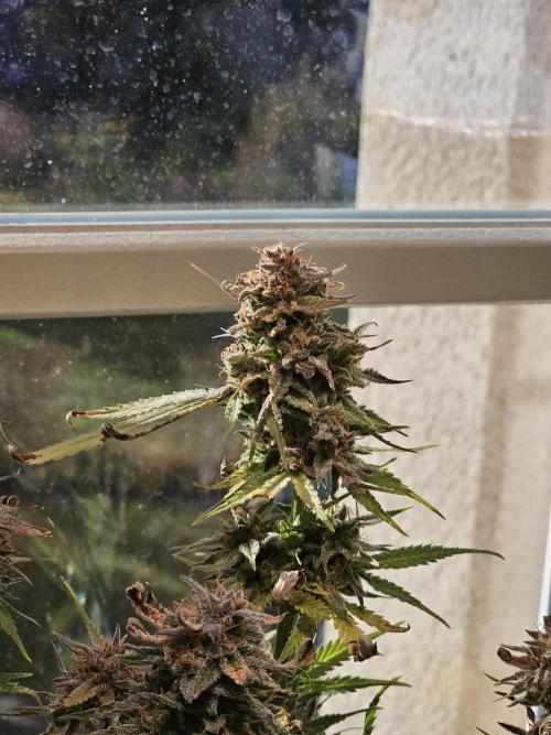 Cheap Weed #11. Week 12