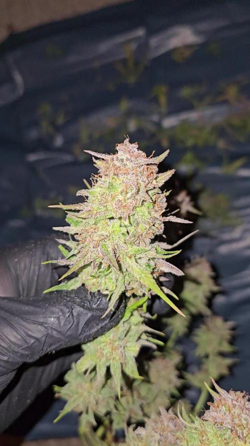 Cheap Weed #11