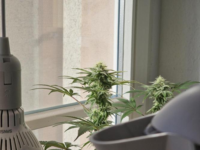 Cheap Weed #10. Week 12