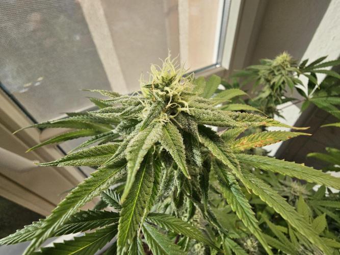 Cheap Weed #10. Week 12