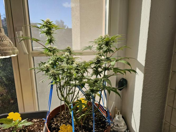 Cheap Weed #10. Week 12