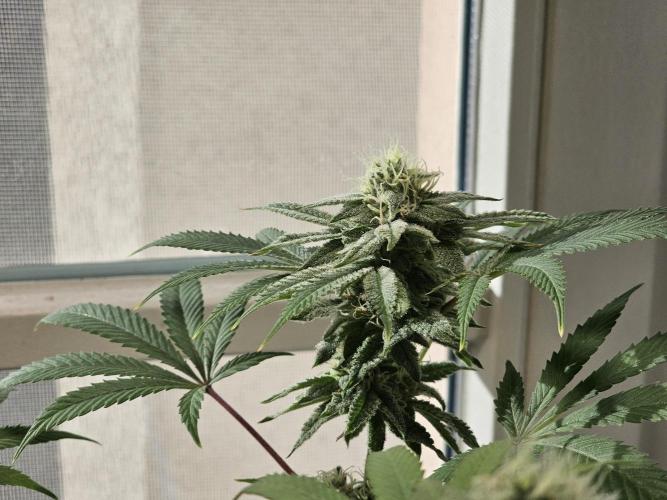 Cheap Weed #10. Week 12