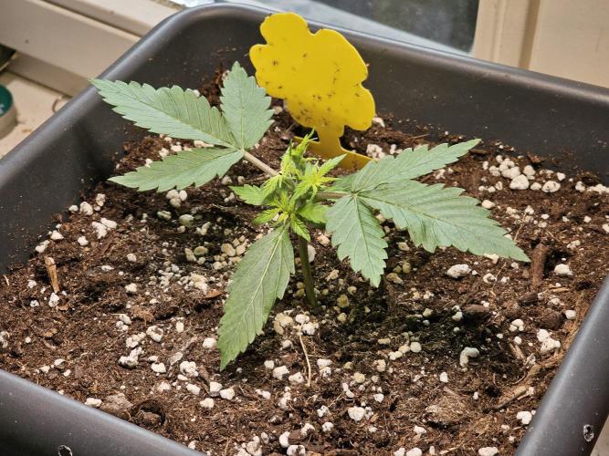 2nd Own Genetic | Cheap Weed #13. Week 3