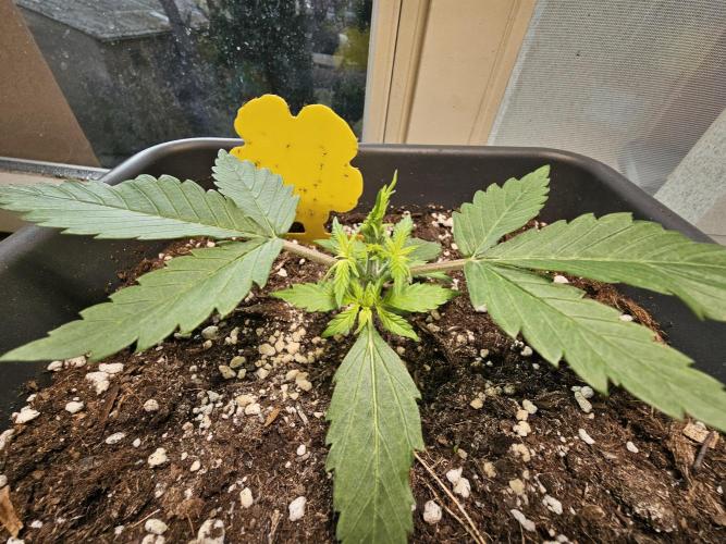 2nd Own Genetic | Cheap Weed #13. Week 3