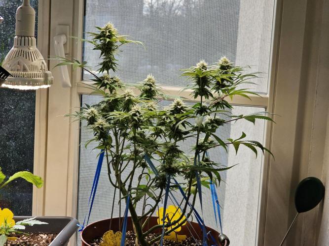 Cheap Weed #10. Week 13