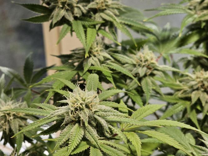 Cheap Weed #10. Week 13