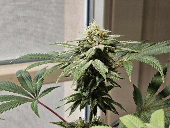 Cheap Weed #10. Week 13