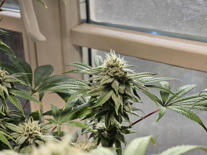 Cheap Weed #10. Week 13