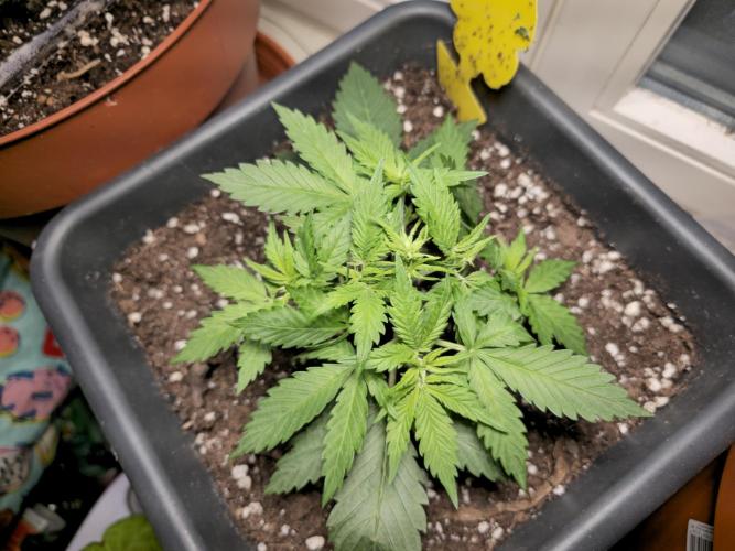 2nd Own Genetic | Cheap Weed #13. Week 4