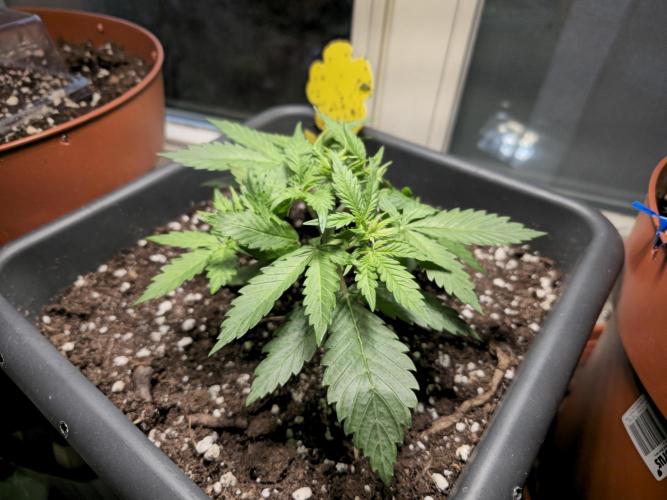 2nd Own Genetic | Cheap Weed #13. Week 4