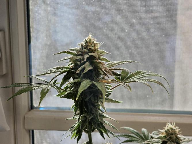 Cheap Weed #10. Week 14