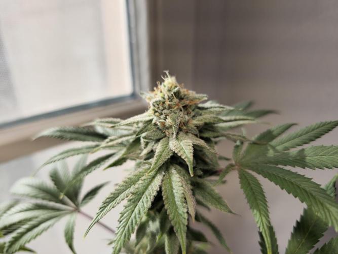 Cheap Weed #10. Week 14