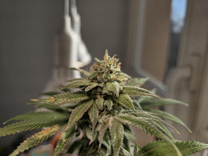 Cheap Weed #10. Week 14